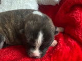 Chiots Akita Inu LOF à vendre