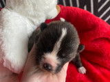Chiots Akita Inu LOF à vendre