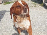Adoption disponible : chien roux et blanc