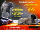 Chien de race Mastiff