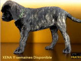 Chien de race Mastiff