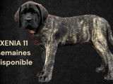 Chien de race Mastiff