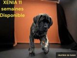 Chien de race Mastiff