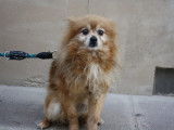 Chienne de 6 ans en attente d’une famille