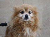 Chienne de 6 ans en attente d’une famille
