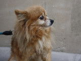 Chienne de 6 ans en attente d’une famille