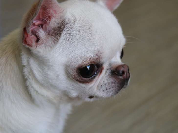 Chienne Chihuahua à la recherche d'un foyer convivial