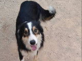Border Collie à donner