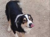 Border Collie à donner