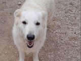 Femelle Berger Blanc Suisse à donner