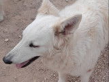 Femelle Berger Blanc Suisse à donner