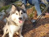 Mâle Chien Finnois de Laponie disponible pour saillie