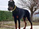 M&acirc;le Dobermann disponible pour saillie