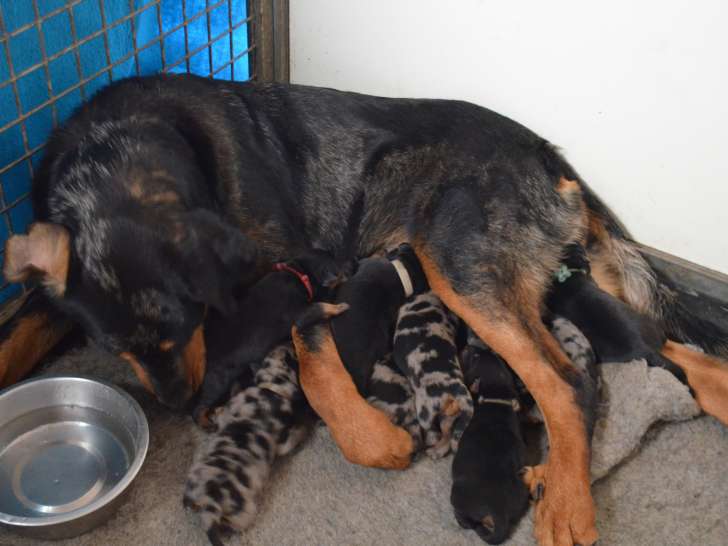 Saphira et ses bébés