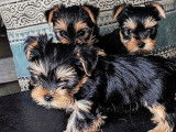 Magnifique portée de Yorkshire Terrier à vendre