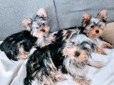 Magnifique portée de Yorkshire Terrier à vendre