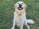 7 Chiots Golden Retriever LOF disponibles à la réservation