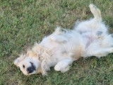 7 Chiots Golden Retriever LOF disponibles à la réservation