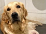7 Chiots Golden Retriever LOF disponibles à la réservation