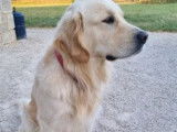 7 Chiots Golden Retriever LOF disponibles à la réservation