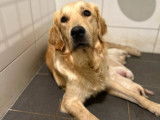 7 Chiots Golden Retriever LOF disponibles à la réservation