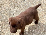 2 chiots Labrador chocolat femelle LOF à vendre