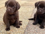 2 chiots Labrador chocolat femelle LOF à vendre