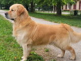 Étalon Golden Retriever LOF pour Saillie