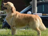 Étalon Golden Retriever LOF pour Saillie