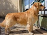 Étalon Golden Retriever LOF pour Saillie