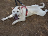 Chien blanc en attente d'un foyer