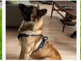 Adoption disponible : chien noir et beige