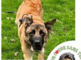 Adoption disponible : chien noir et beige