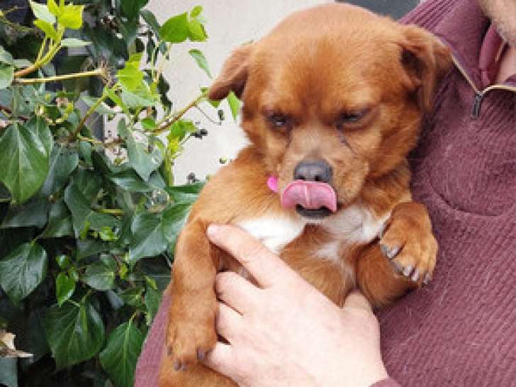 Prêt pour l'adoption : chien marron