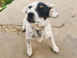 À la recherche d'un foyer : chiot femelle tricolore