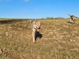 Chiots Loup Tchèque