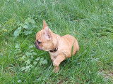 8 chiots Bouledogues Français LOF au pelage fauve à réserver