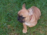 8 chiots Bouledogues Français LOF au pelage fauve à réserver