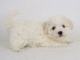 Chiots Bichon Frisé LOF disponibles en avril