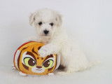Chiots Bichon Frisé LOF disponibles en avril