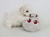 Chiots Bichon Frisé LOF disponibles en avril