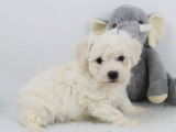 Chiots Bichon Frisé LOF disponibles en avril