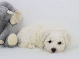 Chiots Bichon Frisé LOF disponibles en avril