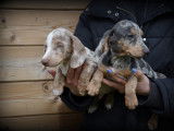 Chiots Teckel à poil ras à vendre