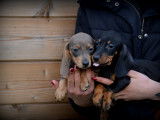 Chiots Teckel à poil ras à vendre