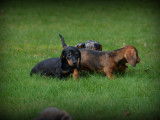 Chiots Teckel à poil ras à vendre