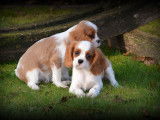 Chiots Cavalier King Charles Spaniel à vendre