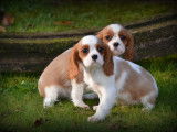 Chiots Cavalier King Charles Spaniel à vendre