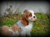 Chiots Cavalier King Charles Spaniel à vendre