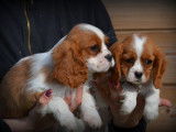 Chiots Cavalier King Charles Spaniel à vendre